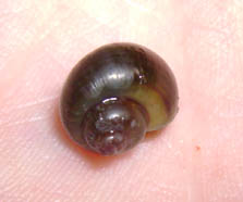 snail 5.jpg