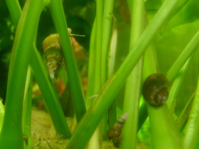 snail 6.jpg