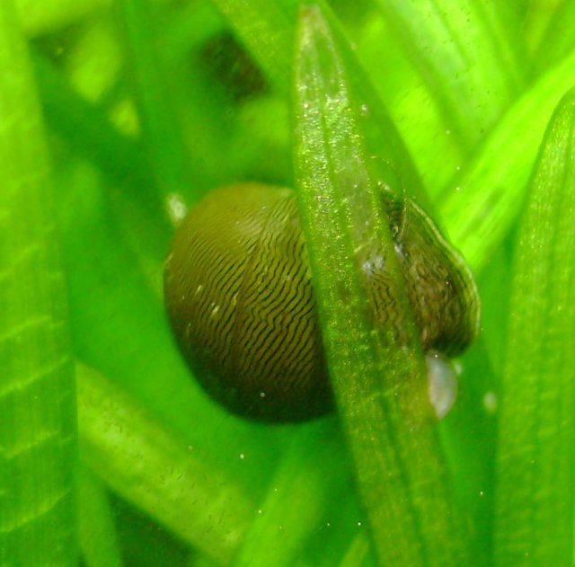 snail 7.jpg