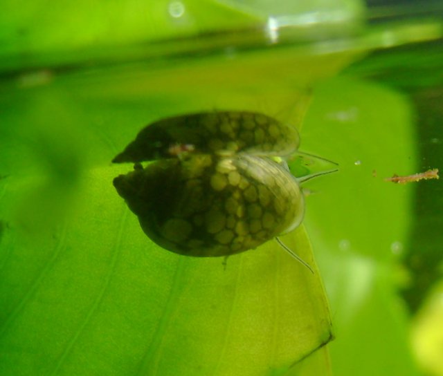 snail 8.jpg