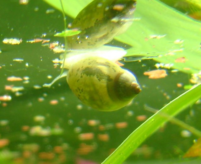 snail 9.jpg