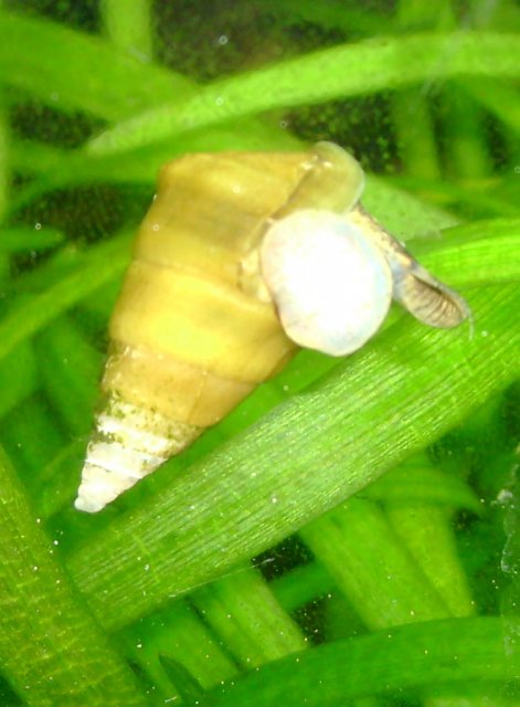 snail 11.jpg