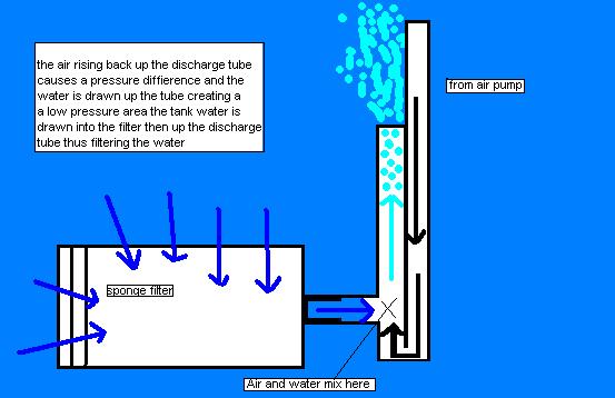 sponge filter.JPG