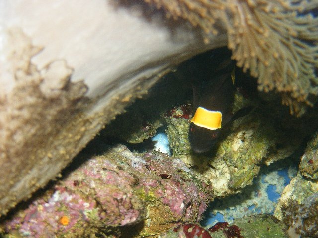 2008_0720tank0004.JPG