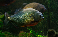 250px-Piranha_Luc_Viatour[1].jpg