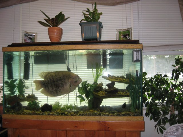 my tank's 037.JPG my tank's 037.JPG