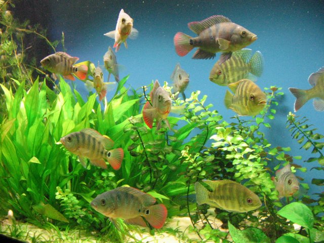 IMG_0009.JPG