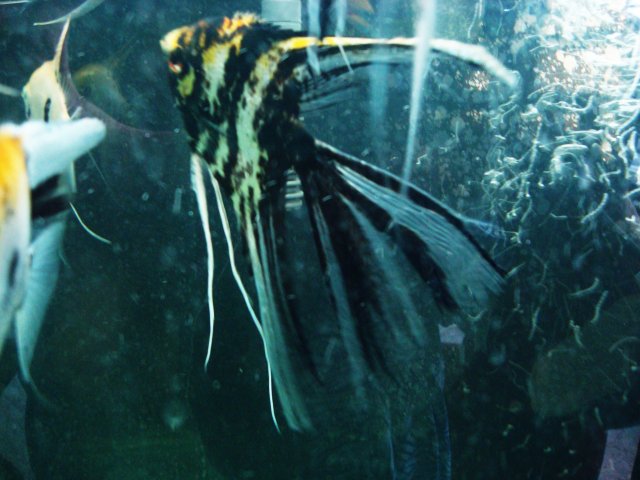 angels 006.JPG