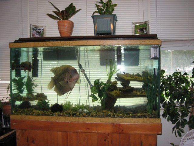 my tank's 033.JPG