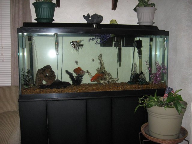 dad's pike 008.JPG