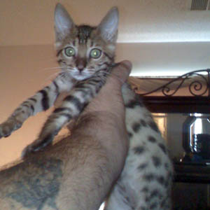Bengal1.jpg
