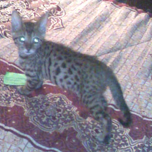 Bengal2.jpg