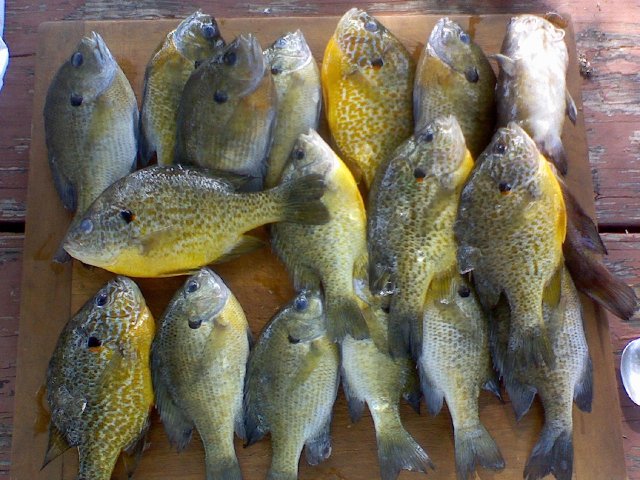 blugills708.jpg