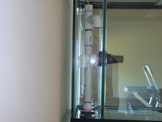 Aquaria 012.JPG