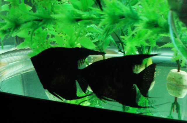 angelfish-black pair 001.JPG