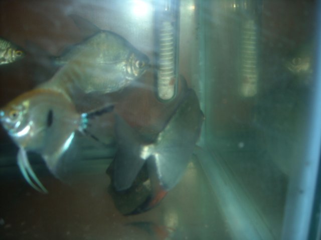 DSCN0216.JPG