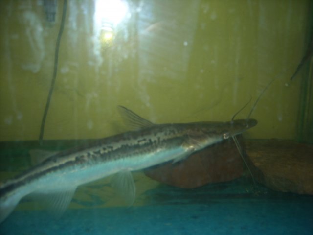 DSCN0232.JPG