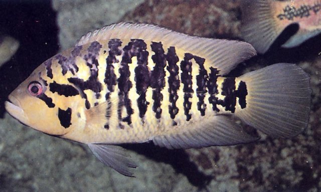 cichlid.jpg