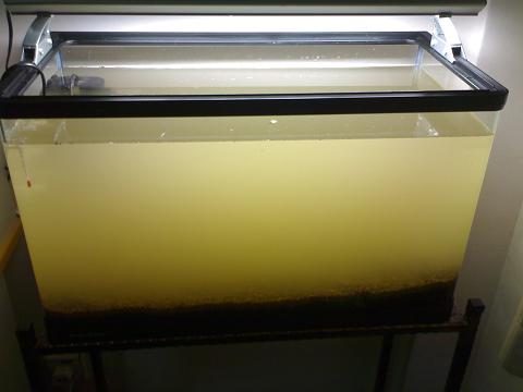 StrOwbErY6160.jpg StrOwbErY6160.jpg