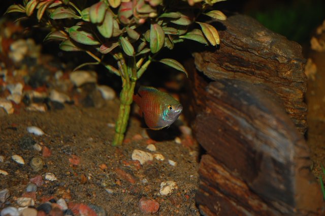 DSC_0005.JPG
