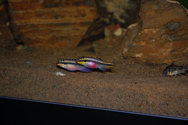 DSC_0011.JPG