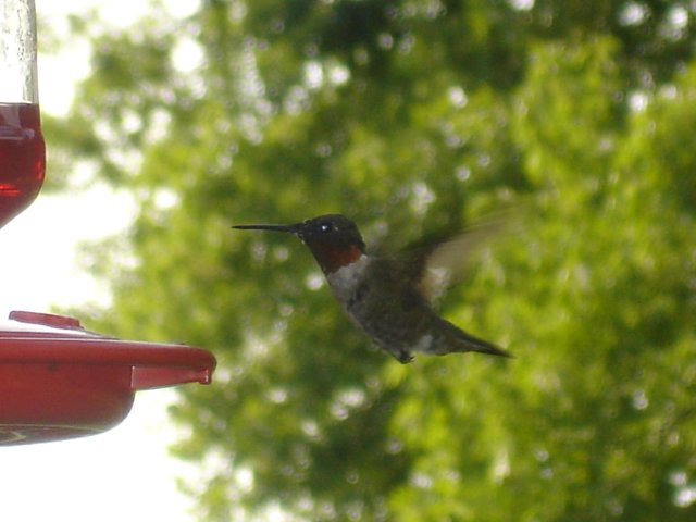 hummingbirds 001.JPG