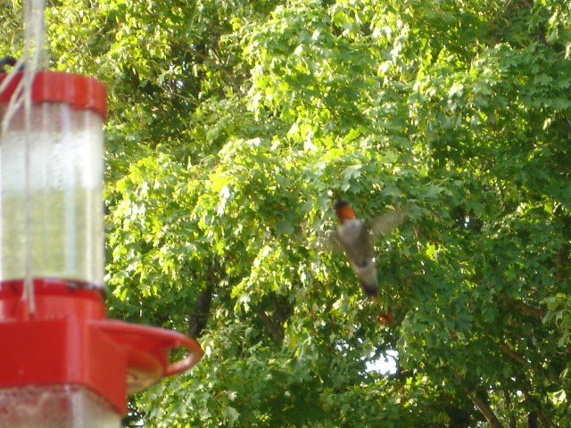 hummingbirds 003.JPG
