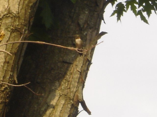 hummingbirds 004.JPG