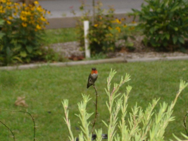 hummingbirds 010.JPG
