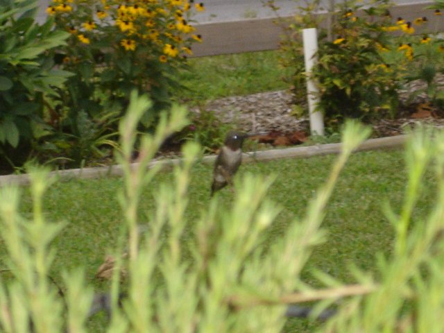 hummingbirds 011.JPG