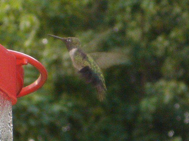 hummingbirds 015.JPG