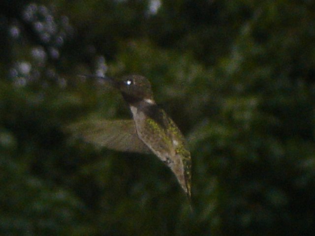 hummingbirds 014.JPG