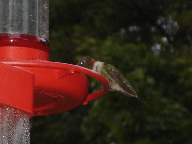 hummingbirds 013.JPG