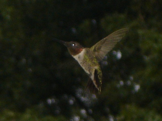 hummingbirds 012.JPG