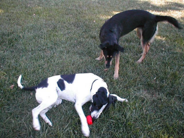 Shelby & Austin 01.JPG