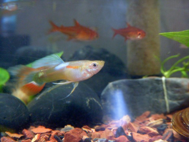 DSCN5550.jpg