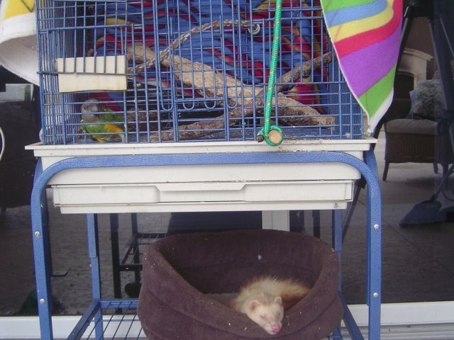 mice 105.jpg