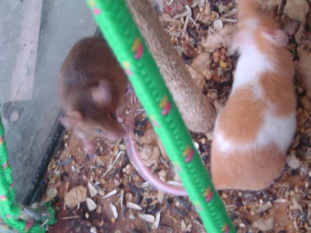 mice 112.jpg
