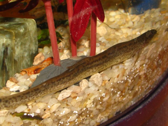 IMG_1696.JPG