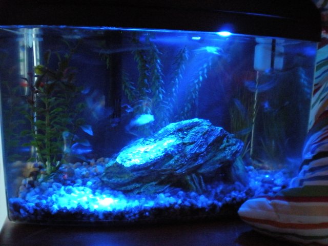 Fish product test 064.jpg Fish product test 064.jpg