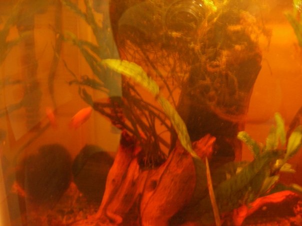 FT - Gourami.jpg