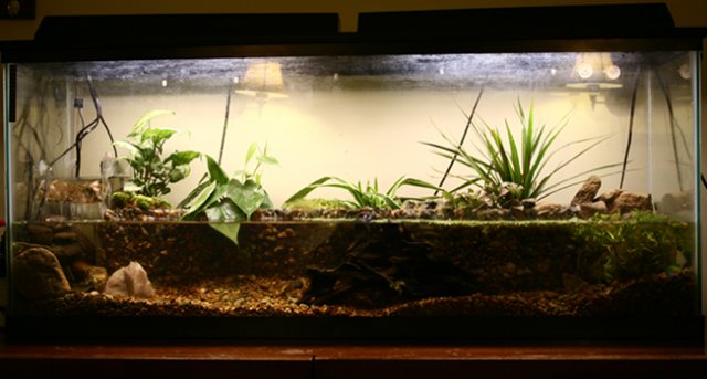 paludarium1.jpg