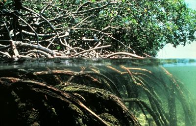 400px-Mangroves.jpg