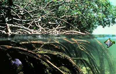 400px-Mangroves copy.png