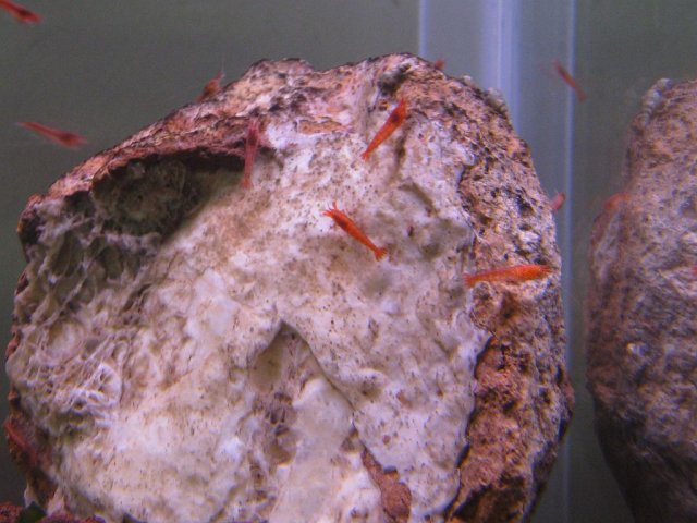Hrubra8-9-08.JPG