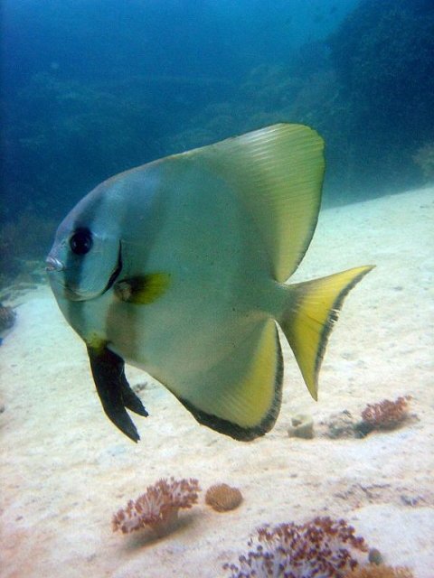 Batfish%201.jpg