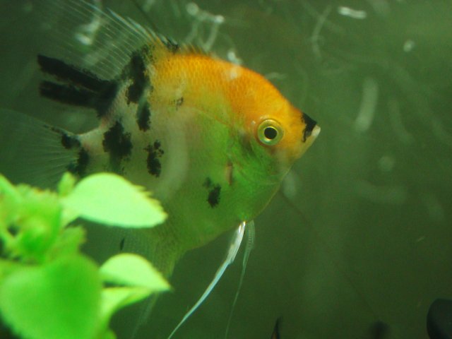 anglfish-final sale 004.JPG