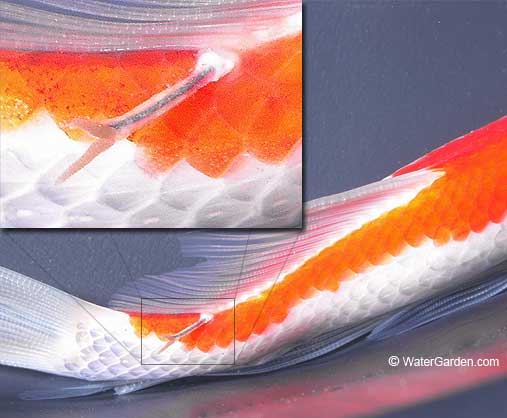 AnchorWorm.jpg AnchorWorm.jpg