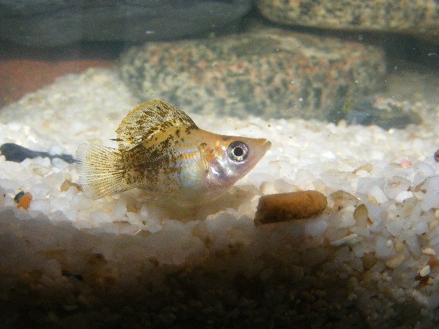 babyduck1.JPG