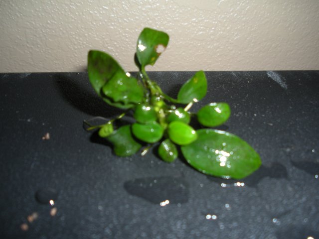 DSCN0076.JPG